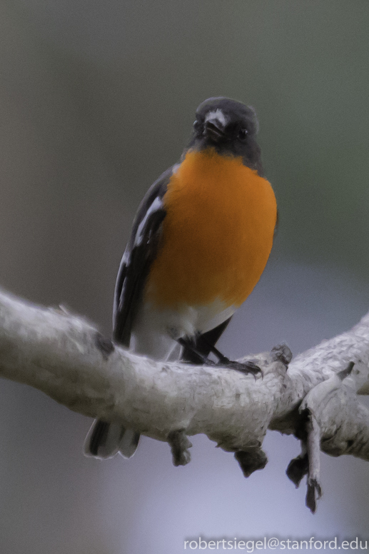 scarlet robin